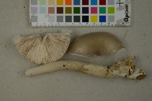 (Amanita vaginata - O-F-259372)  @11 [ ] by-nc-sa (2023) Unspecified University of Oslo, Natural History Museum