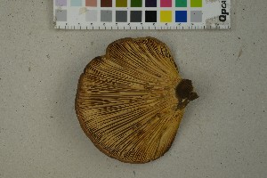  (Tapinella atrotomentosa - O-F-259377)  @11 [ ] by-nc-sa (2023) Unspecified University of Oslo, Natural History Museum