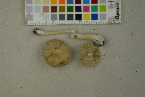  ( - O-F-259379)  @11 [ ] by-nc-sa (2023) Unspecified University of Oslo, Natural History Museum