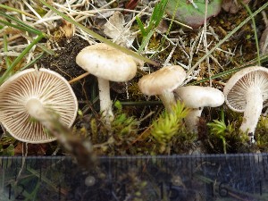  (Clitocybe sp. AM01 - O-F-260173)  @11 [ ] CreativeCommons - Attribution Non-Commercial Share-Alike (2015) Unspecified University of Oslo, Natural History Museum