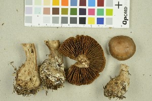  (Cortinarius anisochrous - O-F-260377)  @11 [ ] CreativeCommons - Attribution Non-Commercial Share-Alike (2016) Unspecified University of Oslo, Natural History Museum