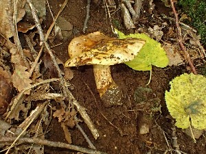  (Cortinarius alcalinophilus - O-F-260478)  @11 [ ] by-nc-sa (2023) Unspecified University of Oslo, Natural History Museum