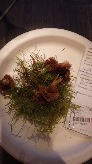  ( - O-F-260489)  @11 [ ] by-nc-sa (2023) Unspecified University of Oslo, Natural History Museum