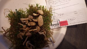  ( - O-F-260492)  @11 [ ] by-nc-sa (2023) Unspecified University of Oslo, Natural History Museum