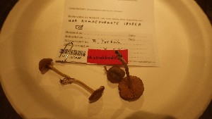  ( - O-F-260496)  @11 [ ] by-nc-sa (2023) Unspecified University of Oslo, Natural History Museum