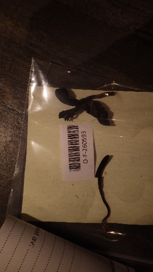  (Geoglossum uliginosum - O-F-260593)  @11 [ ] by-nc-sa (2023) Unspecified University of Oslo, Natural History Museum