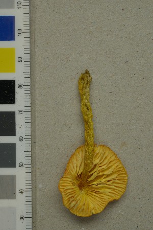  ( - O-F-260703)  @11 [ ] by-nc-sa (2025) Unspecified University of Oslo, Natural History Museum