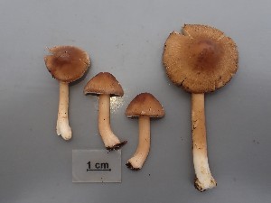  ( - O-F-260710)  @11 [ ] by-nc-sa (2025) Unspecified University of Oslo, Natural History Museum