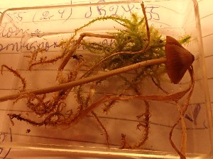  ( - O-F-260739)  @11 [ ] by-nc-sa (2025) Unspecified University of Oslo, Natural History Museum