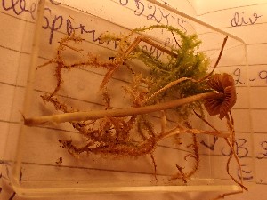  ( - O-F-260739)  @11 [ ] by-nc-sa (2025) Unspecified University of Oslo, Natural History Museum