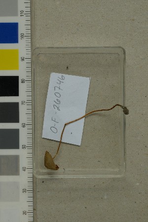  ( - O-F-260746)  @11 [ ] by-nc-sa (2025) Unspecified University of Oslo, Natural History Museum