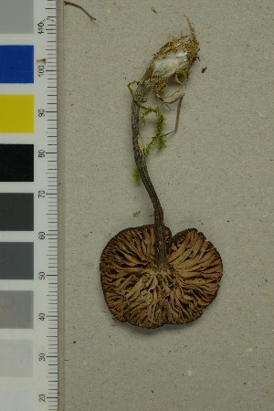  ( - O-F-260748)  @11 [ ] by-nc-sa (2025) Unspecified University of Oslo, Natural History Museum