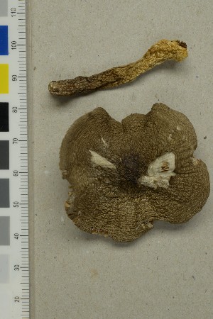  ( - O-F-260749)  @11 [ ] by-nc-sa (2025) Unspecified University of Oslo, Natural History Museum