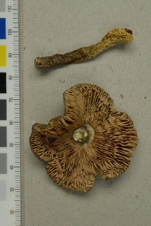  ( - O-F-260749)  @11 [ ] by-nc-sa (2025) Unspecified University of Oslo, Natural History Museum