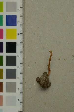  ( - O-F-260755)  @11 [ ] by-nc-sa (2025) Unspecified University of Oslo, Natural History Museum