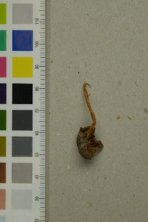 ( - O-F-260755)  @11 [ ] by-nc-sa (2025) Unspecified University of Oslo, Natural History Museum