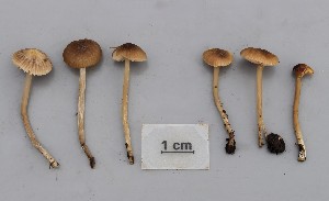  ( - O-F-260756)  @11 [ ] by-nc-sa (2025) Unspecified University of Oslo, Natural History Museum