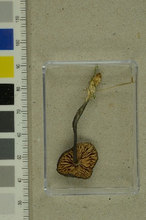  ( - O-F-260776)  @11 [ ] by-nc-sa (2025) Unspecified University of Oslo, Natural History Museum