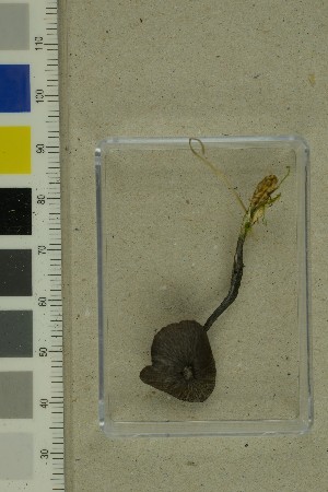  ( - O-F-260776)  @11 [ ] by-nc-sa (2025) Unspecified University of Oslo, Natural History Museum