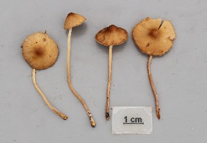  (Conocybe tenera - O-F-260783)  @11 [ ] by-nc-sa (2025) Unspecified University of Oslo, Natural History Museum