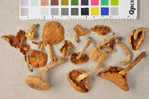  (Gymnopilus ochraceus - O-F-72838)  @11 [ ] CreativeCommons - Attribution Non-Commercial Share-Alike (2019) Unspecified University of Oslo, Natural History Museum
