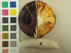  (Russula crassipes - NHMO-DFL-741)  @11 [ ] CreativeCommons - Attribution Non-Commercial (2015) Unspecified University of Oslo, Natural History Museum