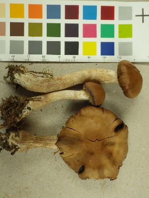  (Cortinarius fuscescens - NHMO-DFL-750)  @11 [ ] CreativeCommons - Attribution Non-Commercial (2015) Unspecified University of Oslo, Natural History Museum