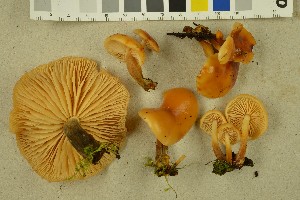  (Flammulina - O-DFL-1142)  @11 [ ] CreativeCommons - Attribution Non-Commercial (2015) Unspecified University of Oslo, Natural History Museum