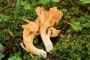  (Ramaria tridentina - O-F-76224)  @11 [ ] CreativeCommons - Attribution Non-Commercial Share-Alike (2018) Unspecified University of Oslo, Natural History Museum