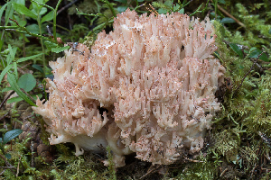  (Ramaria botrytis - O-F-76228)  @11 [ ] CreativeCommons - Attribution Non-Commercial Share-Alike (2018) Unspecified University of Oslo, Natural History Museum