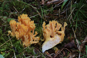  ( - O-F-76230)  @11 [ ] CreativeCommons - Attribution Non-Commercial Share-Alike (2018) Unspecified University of Oslo, Natural History Museum