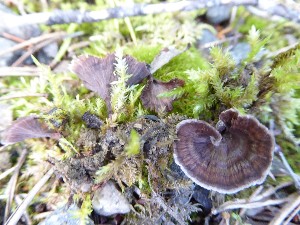  (Thelephora caryophyllea - O-F-22562)  @11 [ ] CreativeCommons - Attribution Non-Commercial Share-Alike (2017) Unspecified University of Oslo, Natural History Museum