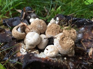  (Asterophora lycoperdoides - O-F-22576)  @11 [ ] CreativeCommons - Attribution Non-Commercial Share-Alike (2017) Unspecified University of Oslo, Natural History Museum