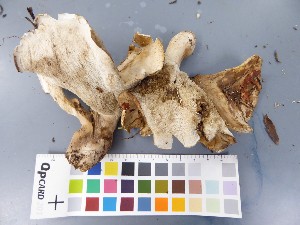  ( - O-F-22583)  @11 [ ] CreativeCommons - Attribution Non-Commercial Share-Alike (2017) Unspecified University of Oslo, Natural History Museum