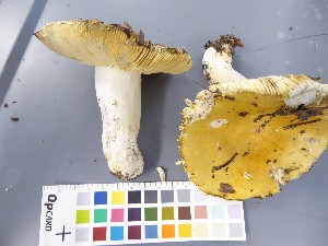  ( - O-F-22586)  @11 [ ] CreativeCommons - Attribution Non-Commercial Share-Alike (2017) Unspecified University of Oslo, Natural History Museum