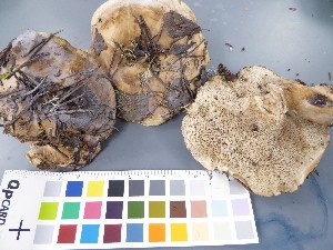  ( - O-F-22590)  @11 [ ] CreativeCommons - Attribution Non-Commercial Share-Alike (2017) Unspecified University of Oslo, Natural History Museum