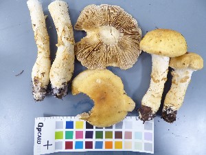  (Cortinarius triumphans - O-F-22592)  @11 [ ] CreativeCommons - Attribution Non-Commercial Share-Alike (2017) Unspecified University of Oslo, Natural History Museum