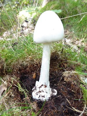  (Amanita virosa - O-F-22599)  @11 [ ] CreativeCommons - Attribution Non-Commercial Share-Alike (2017) Unspecified University of Oslo, Natural History Museum