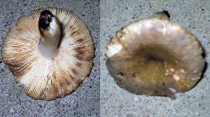  (Russula ionochlora - O-DFL-2027)  @11 [ ] Copyright (2015) Unspecified University of Oslo, Natural History Museum
