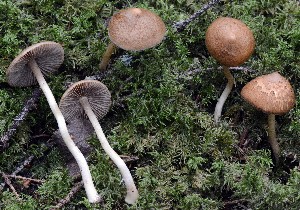  (Inocybe sp. PGL01 - O-DFL-2038)  @11 [ ] Copyright (2015) Unspecified University of Oslo, Natural History Museum