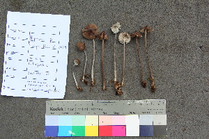  ( - TROM_F_26545)  @11 [ ] CreativeCommons - Attribution Non-Commercial Share-Alike (2018) Unspecified Tromsø University Museum