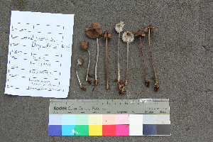  ( - TROM_F_26545)  @11 [ ] CreativeCommons - Attribution Non-Commercial Share-Alike (2018) Unspecified Tromsø University Museum