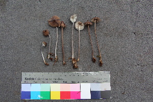  ( - TROM_F_26545)  @11 [ ] CreativeCommons - Attribution Non-Commercial Share-Alike (2018) Unspecified Tromsø University Museum