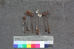  ( - TROM_F_26545)  @11 [ ] CreativeCommons - Attribution Non-Commercial Share-Alike (2018) Unspecified Tromsø University Museum
