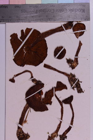  ( - TROM_F_12085)  @11 [ ] CreativeCommons - Attribution Non-Commercial Share-Alike (2018) Unspecified Tromsø University Museum