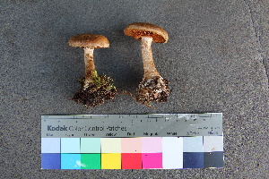  (Cortinarius rusticus - TROM_F_26577)  @11 [ ] CreativeCommons - Attribution Non-Commercial Share-Alike (2018) Unspecified Tromsø University Museum