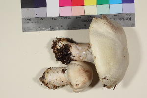  ( - TROM_F_17119)  @11 [ ] CreativeCommons - Attribution Non-Commercial Share-Alike (2016) Unspecified Troms&oslash; University Museum