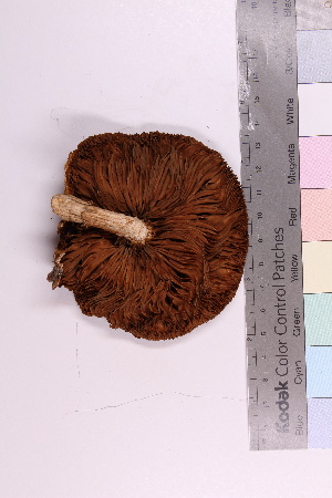  (Pholiota aurivella - 20325-1)  @11 [ ] CreativeCommons - Attribution Non-Commercial Share-Alike (2018) Unspecified Tromsø University Museum