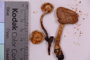  (Cortinarius leucophanes - TROM_F_22420)  @11 [ ] CreativeCommons - Attribution Non-Commercial Share-Alike (2018) Unspecified Tromsø University Museum