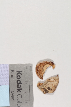  (Russula delica - TROM-F-24302)  @11 [ ] CreativeCommons - Attribution Non-Commercial Share-Alike (2018) Unspecified Tromsø University Museum